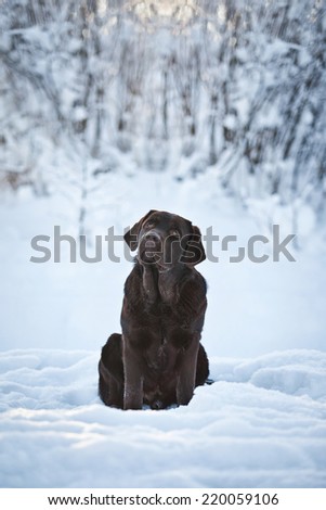 dog black labrador of retrieve in the snow