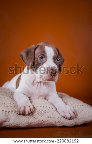 Pet American Pit Bull Terrier puppy cute