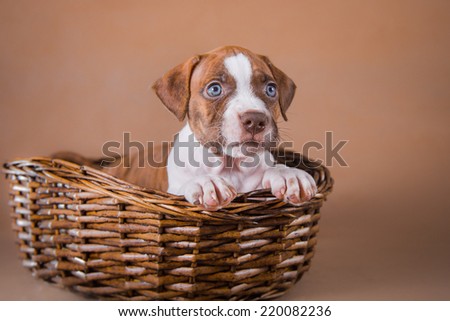 Pet American Pit Bull Terrier puppy cute