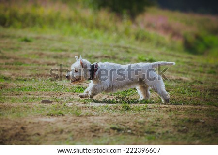 running after a rabbit on nature grass