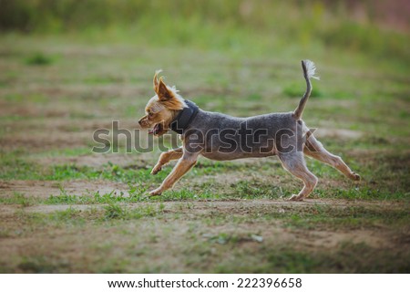 running after a rabbit on nature grass