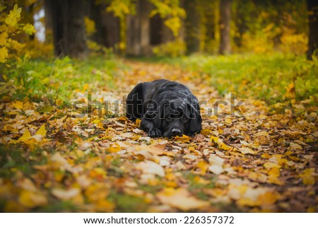 vintage Autumn black dog labrador nature, obedient