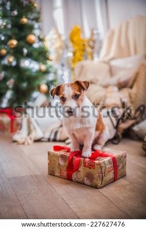 Jack Russell dog at the Christmas tree 2015 Jack Russell dog at the Christmas tree 2015