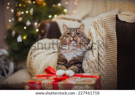 Tabby cat plays at the Christmas tree, Christmas holidays