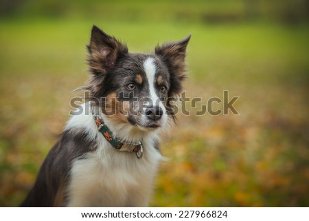 Border Collie dog breed in the park in autumn