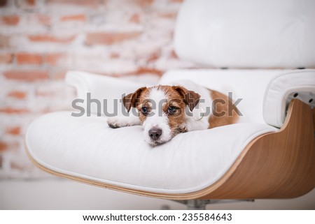 Dog Jack Russell Terrier, Studio, interior