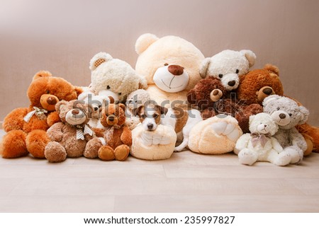 Jack Russell dog and Teddy Bear