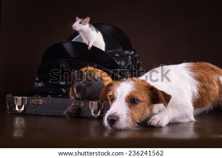 Rats and guinea pigs and dog on a retro background