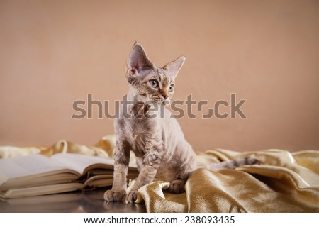 Devon Rex cat, portrait beautiful cat on a color background