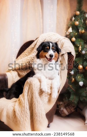 Australian Shepherd, Christmas and New Year, studio portrait dog on a color background