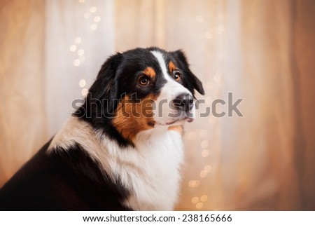 Australian Shepherd, studio portrait dog on a color background