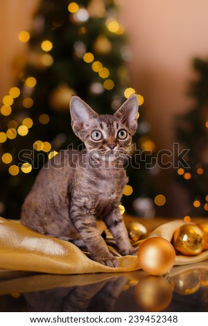 Devon Rex cat, Christmas and New Year, portrait beautiful cat on a color background
