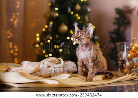 Devon Rex cat, Christmas and New Year, portrait beautiful cat on a color background