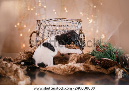 Toy fox terrier, Studio portrait puppy, Christmas and New Year