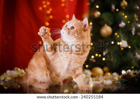 British kitten, Christmas and New Year, portrait cat on a studio color background