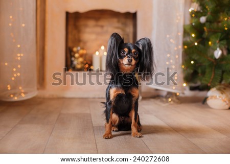 Russian Toy Terrier, Christmas and New Year, studio portrait dog on a color background