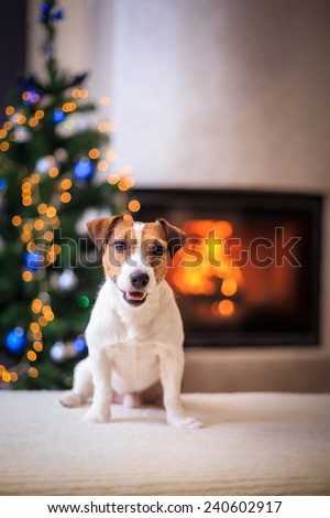 Jack Russell dog at the Christmas and New Year, portrait dog on a studio color background