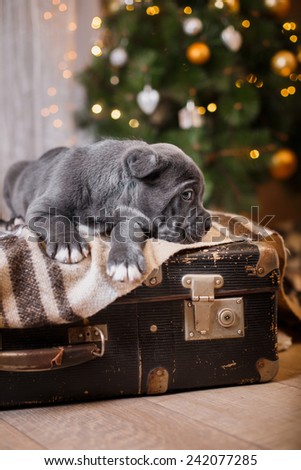 Dog breed Cane Corso puppy, portrait dog on a studio color background, Christmas and New Year