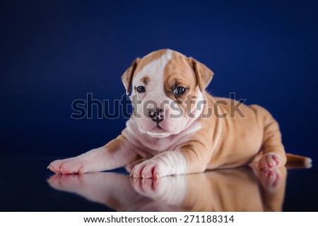 Puppy American Staffordshire Terrier, studio portrait dog on a color background