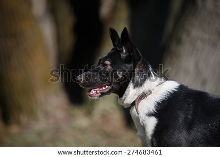 Mixed breed dog in nature, black and white, portrait