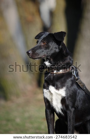 Mixed breed dog in nature , black and white, portrait