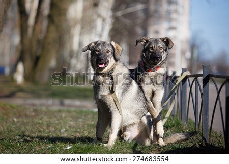 Mixed breed dog in nature, Two dogs play