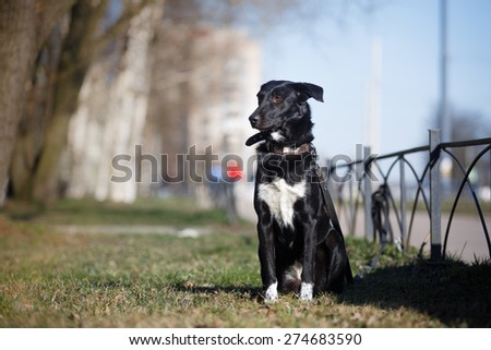 Mixed breed dog in nature , black and white, portrait
