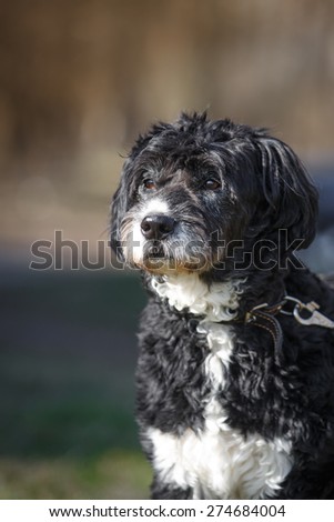 Mixed breed dog in nature ,black and white, curly hair, portrait