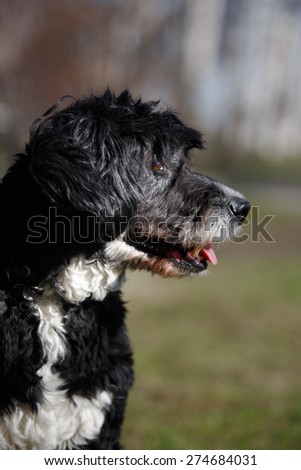 Mixed breed dog in nature ,black and white, curly hair, portrait