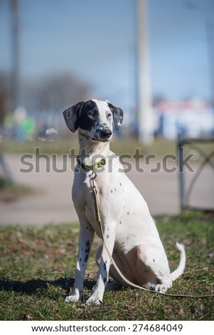 Mixed breed dog in nature, black and white, portrait