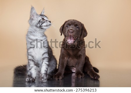 Labrador puppy and kitten breeds Maine Coon. Cat and dog friends