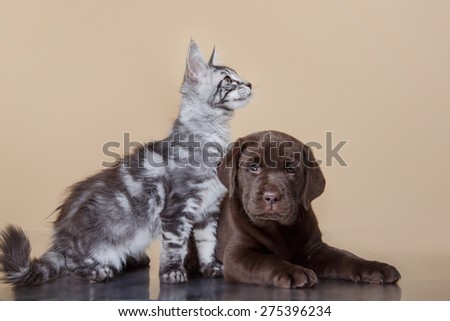 Labrador puppy and kitten breeds Maine Coon. Cat and dog friends