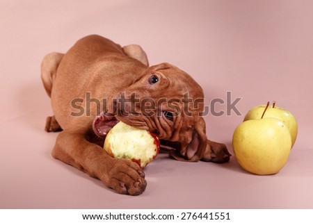 Dog Hungarian Vizsla pointer, puppy, Brown dog