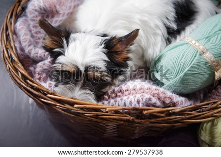 Studio portrait puppy Biewer Yorkshire terrier, color background