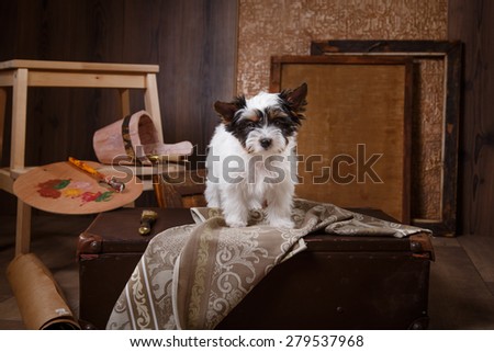 Studio portrait puppy Biewer Yorkshire terrier, color background