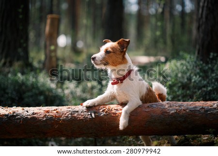 Dog Jack Russell Terrier walks in the park, summer