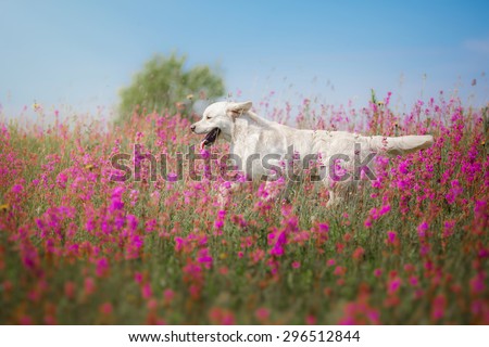 beautiful dog in flowers field, on the nature of motion