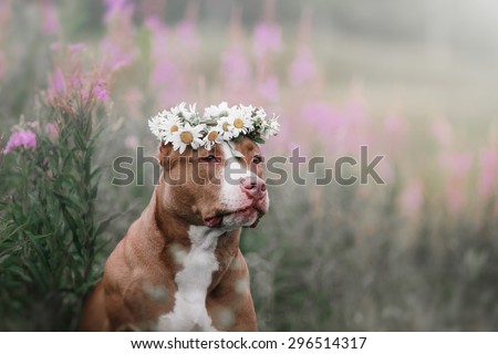 Dog in flowers on the field with daisies