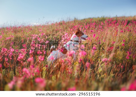 Dog jumping in the beautiful flower fields