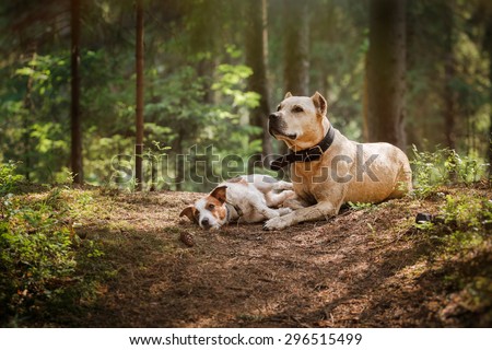 Jack Russell Terrier and a pit bull in the forest