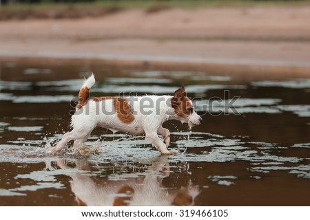 Dog runs on the beach to play an active