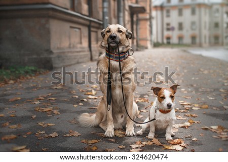 Mixed breed dog  and Jack Russell Terrier  walking in autumn park
