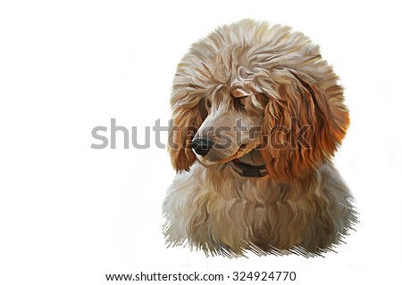 Drawing Red toy poodle puppy portrait oil painting on white background
