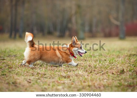 Dog breed Welsh Corgi Pembroke walking in autumn park