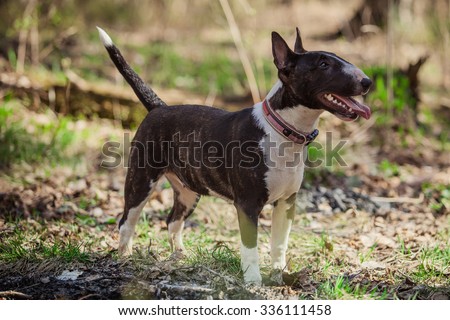 Dog breed Pit Bull Terrier walking in autumn park