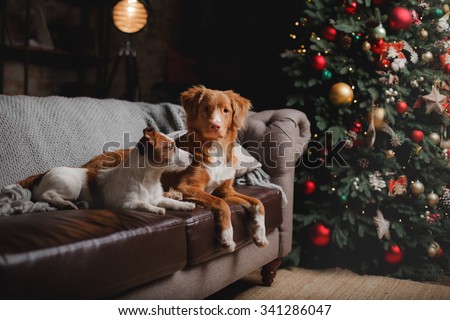 Dog Jack Russell Terrier and Dog Nova Scotia Duck Tolling Retriever holiday, Christmas and New Year