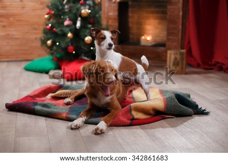 Dog Jack Russell Terrier and Dog Nova Scotia Duck Tolling Retriever holiday, Christmas and New Year