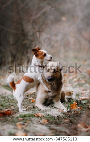 Dog breed Jack Russell Terrier and Mixed breed dog walking in park
