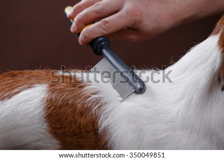 combing her dog Jack Russell Terrier, care for dog hair