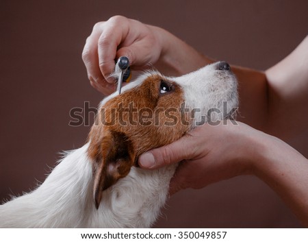 combing her dog Jack Russell Terrier, care for dog hair